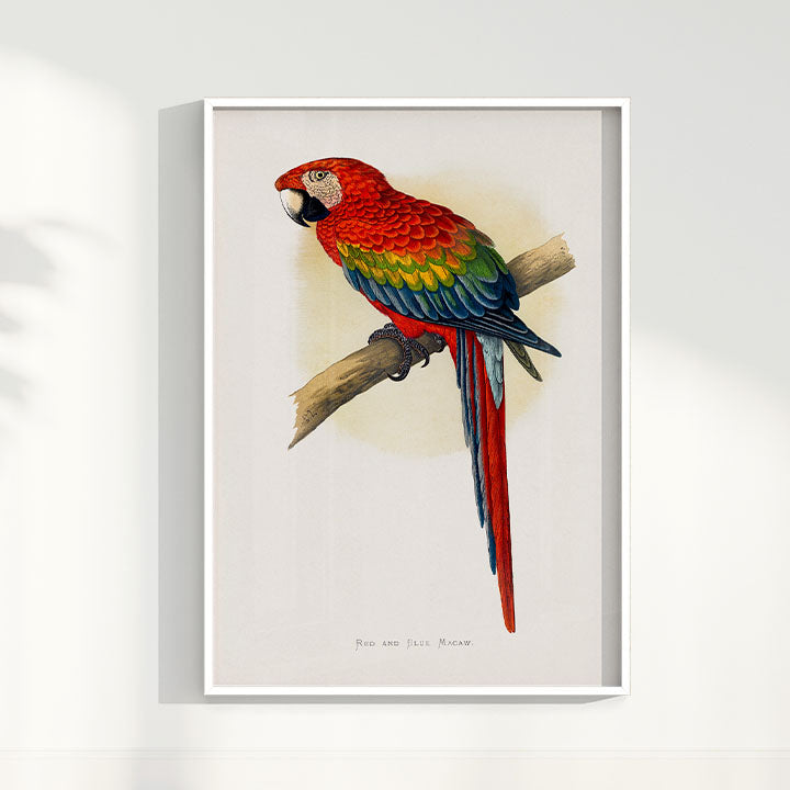Quadro Arara Vermelha