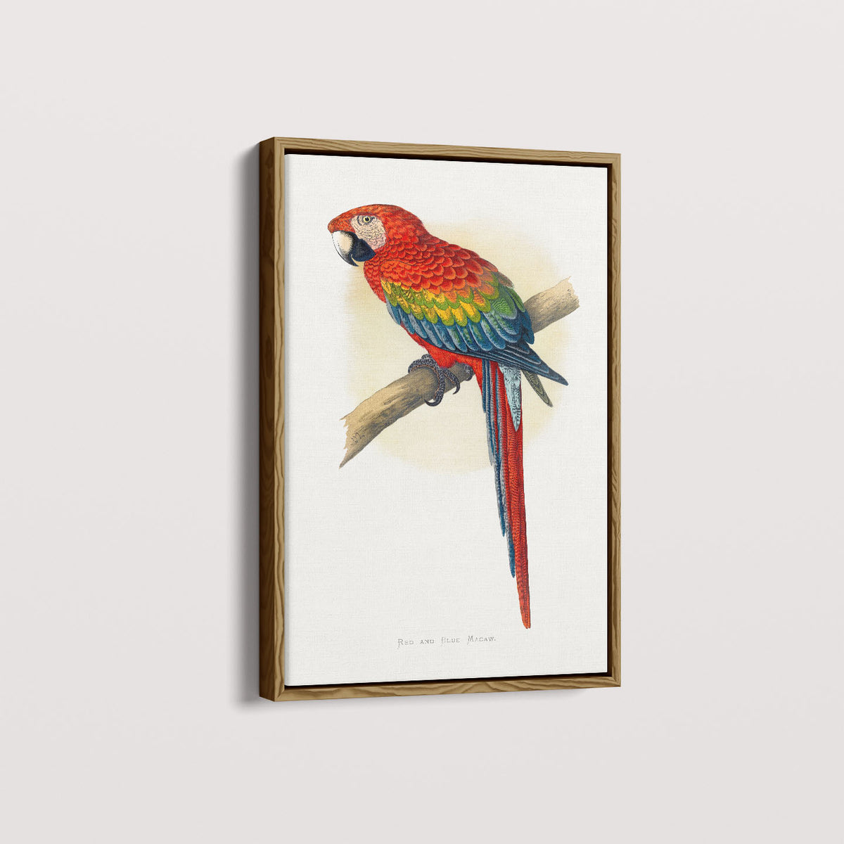 Quadro Arara Vermelha