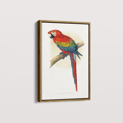 Quadro Arara Vermelha