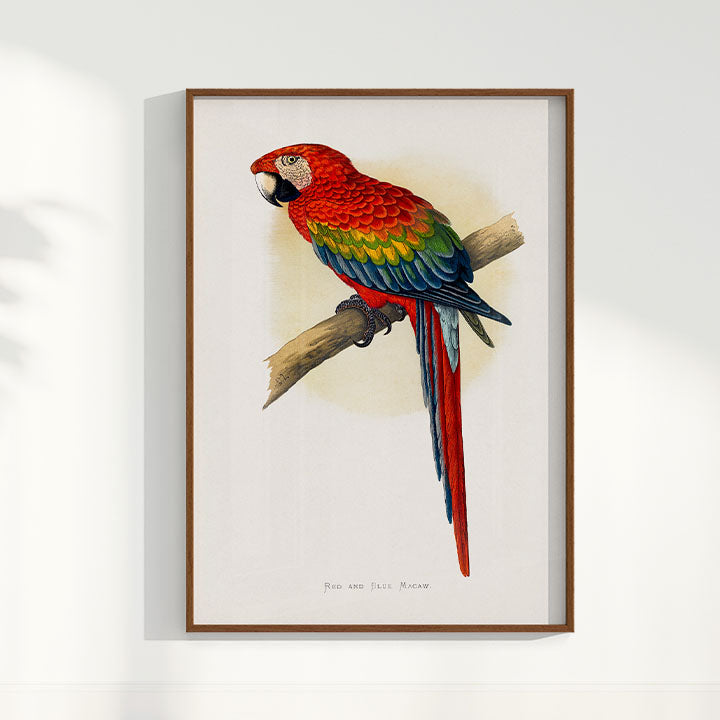Quadro Arara Vermelha