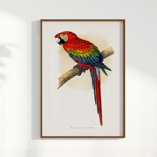 Quadro Arara Vermelha