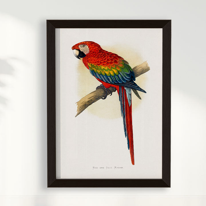 Quadro Arara Vermelha