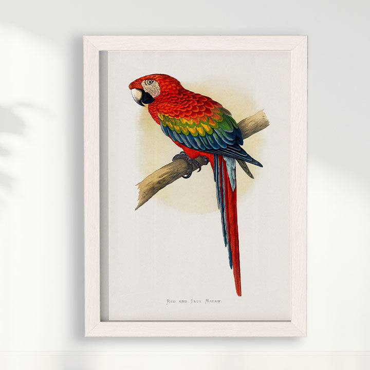 Quadro Arara Vermelha