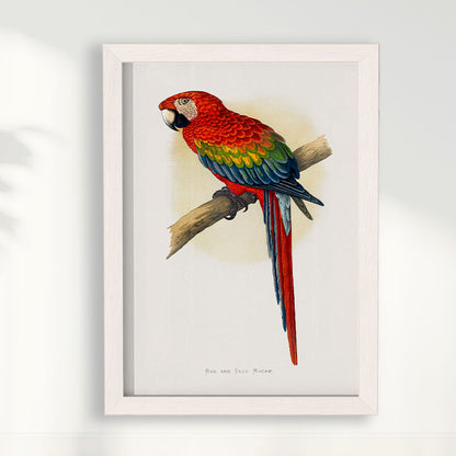 Quadro Arara Vermelha