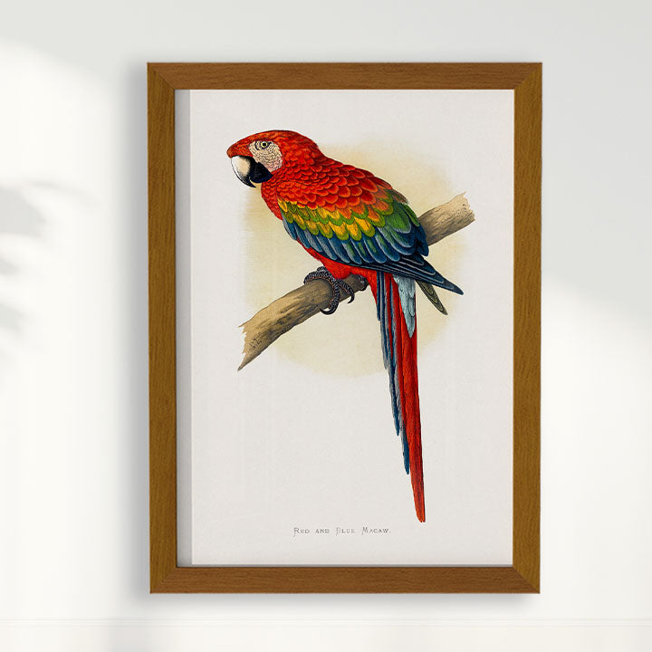 Quadro Arara Vermelha