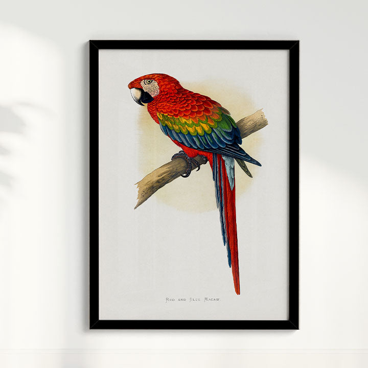 Quadro Arara Vermelha