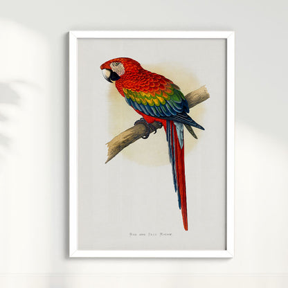 Quadro Arara Vermelha