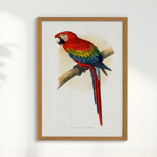 Quadro Arara Vermelha