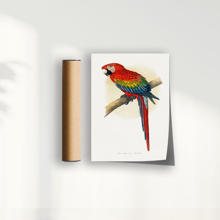 Quadro Arara Vermelha