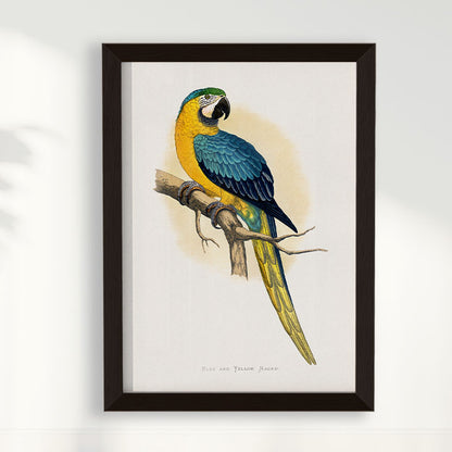 Quadro Arara
