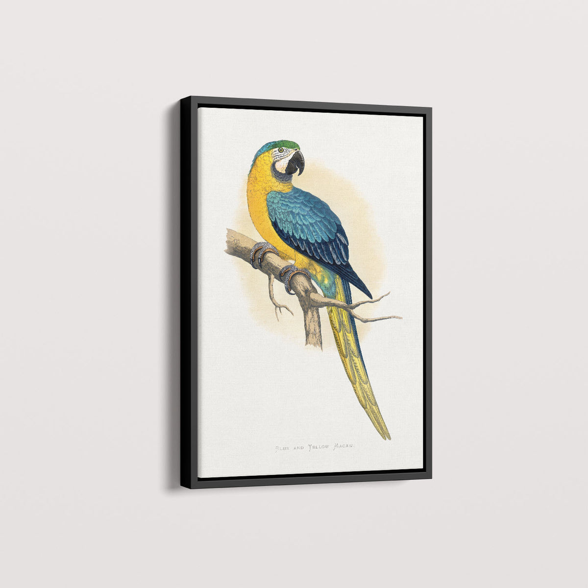 Quadro Arara