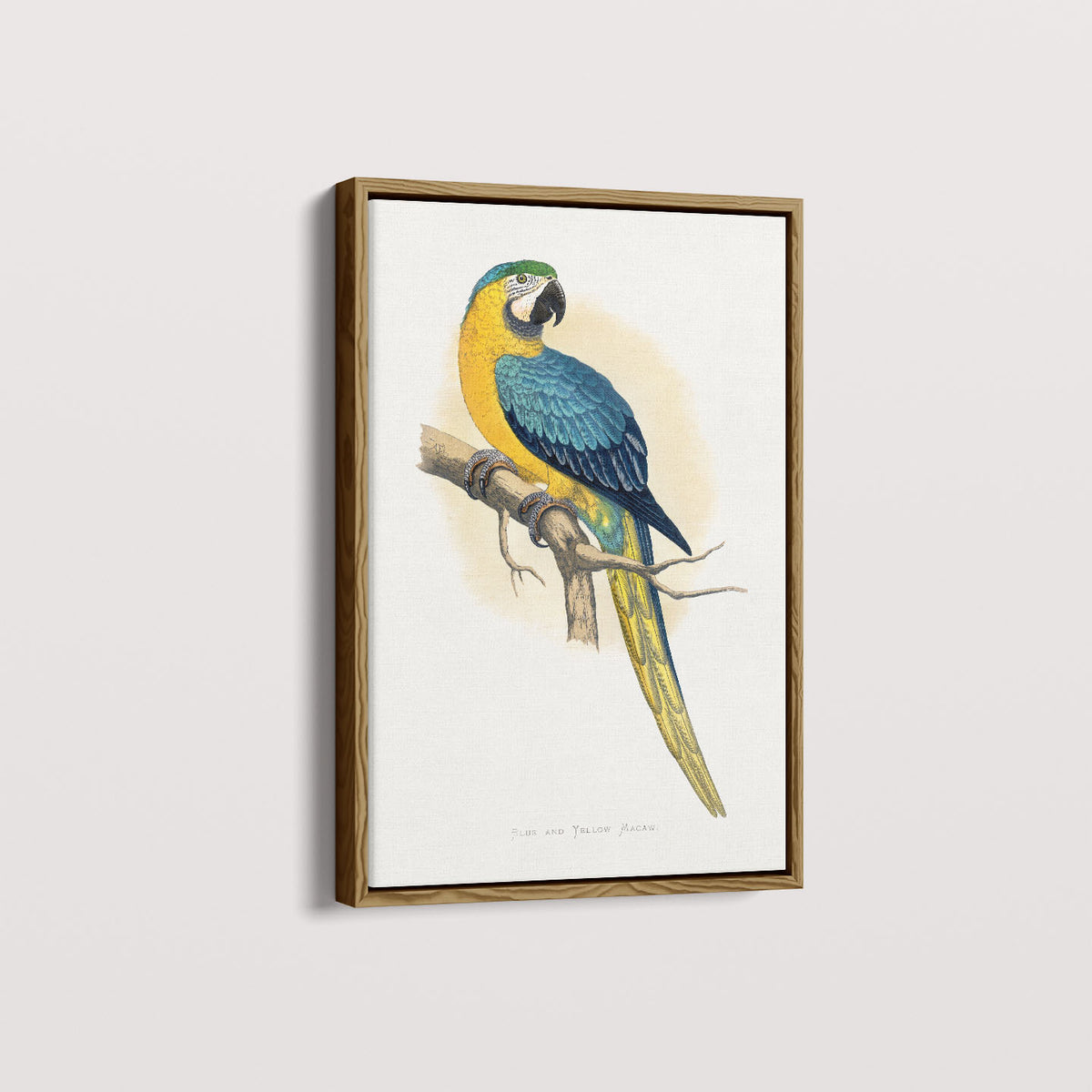 Quadro Arara