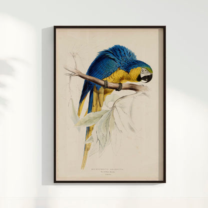 Quadro Arara - Poster Vintage