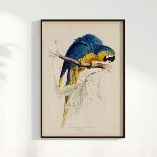 Quadro Arara - Poster Vintage