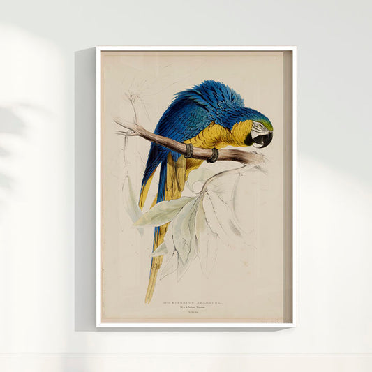 Quadro Arara - Poster Vintage