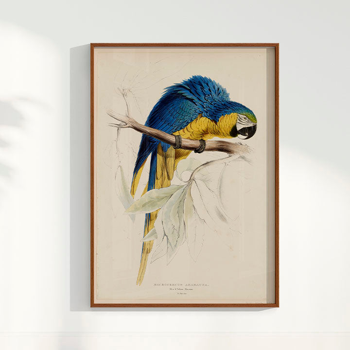 Quadro Arara - Poster Vintage
