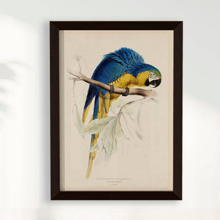 Quadro Arara - Poster Vintage