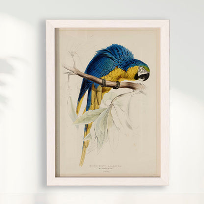 Quadro Arara - Poster Vintage