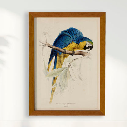 Quadro Arara - Poster Vintage