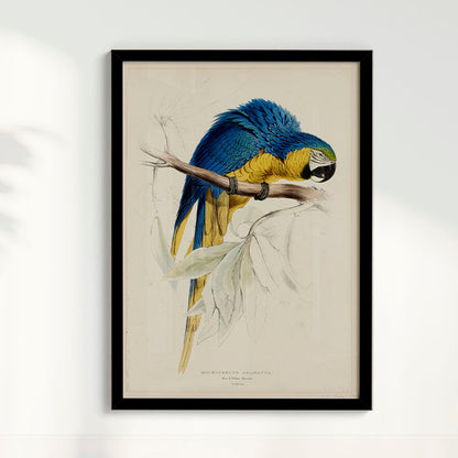 Quadro Arara - Poster Vintage