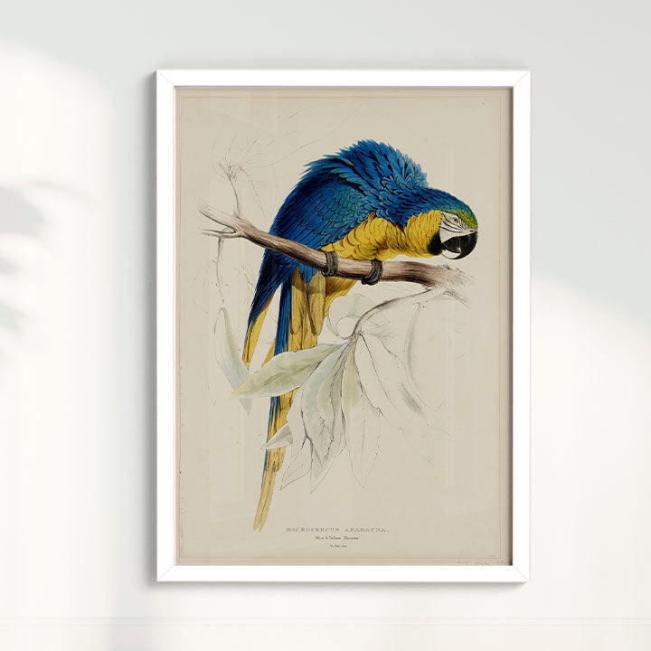 Quadro Arara - Poster Vintage
