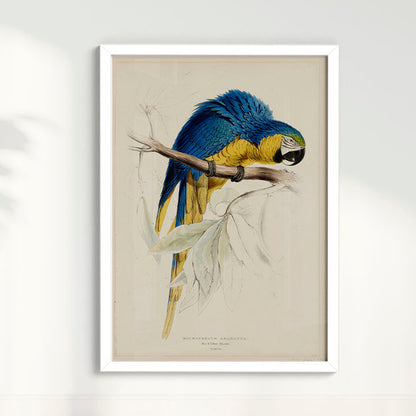Quadro Arara - Poster Vintage