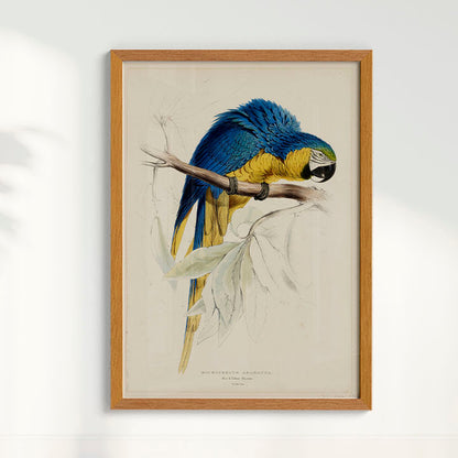 Quadro Arara - Poster Vintage