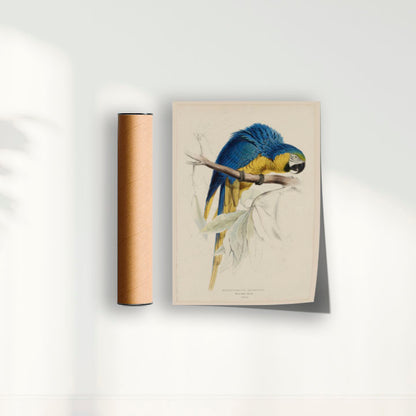 Quadro Arara - Poster Vintage