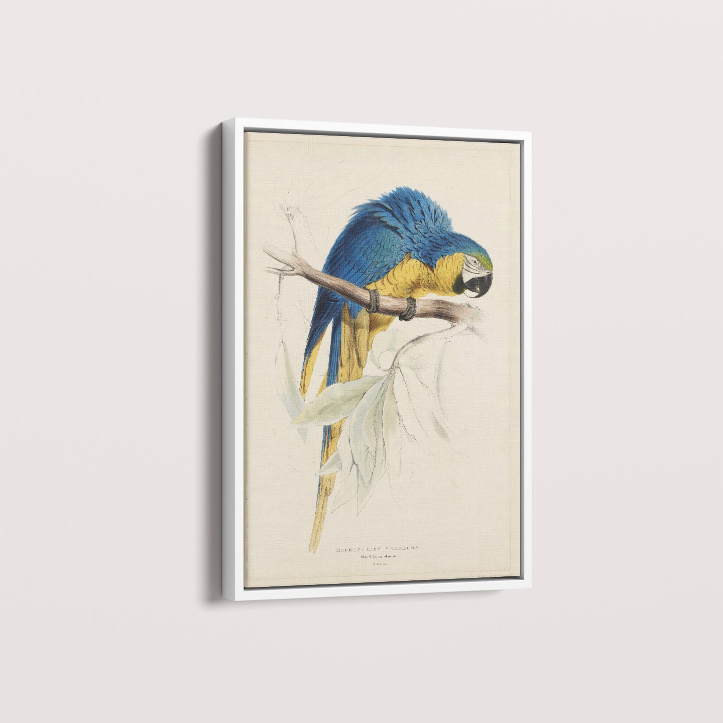 Quadro Arara - Poster Vintage