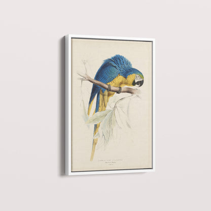 Quadro Arara - Poster Vintage