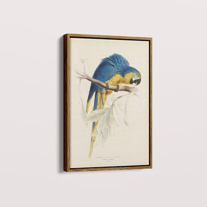 Quadro Arara - Poster Vintage