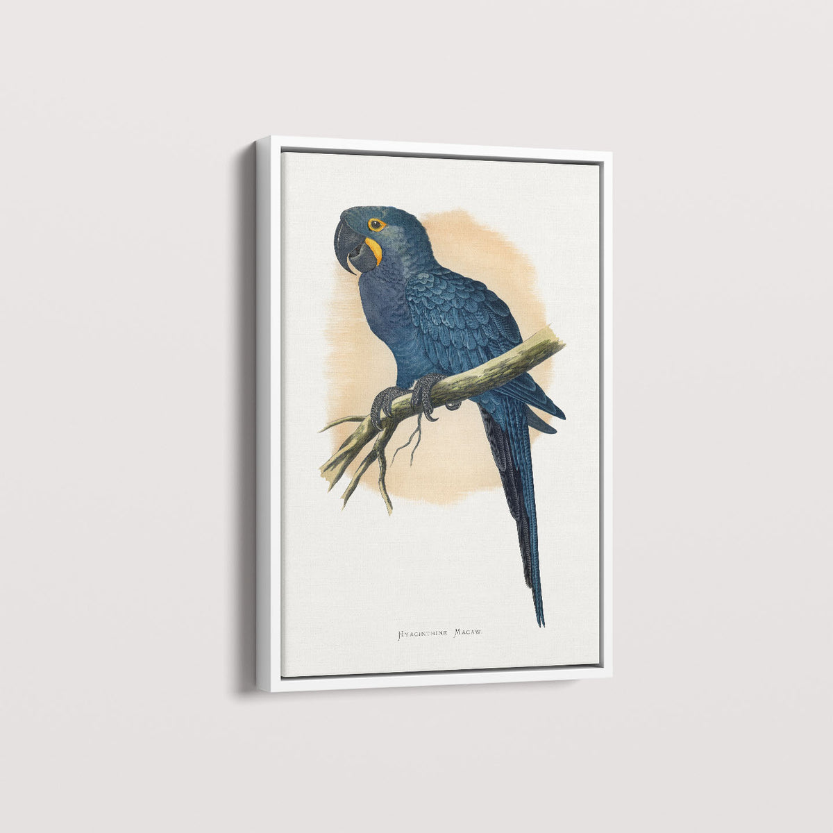 Quadro Arara azul