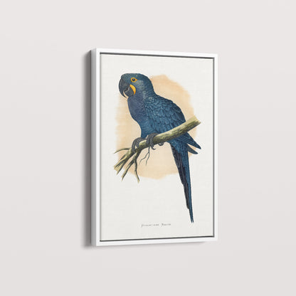 Quadro Arara azul