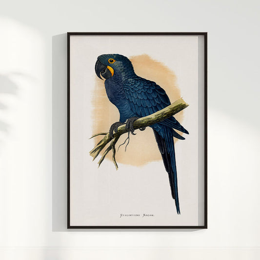 Quadro Arara azul