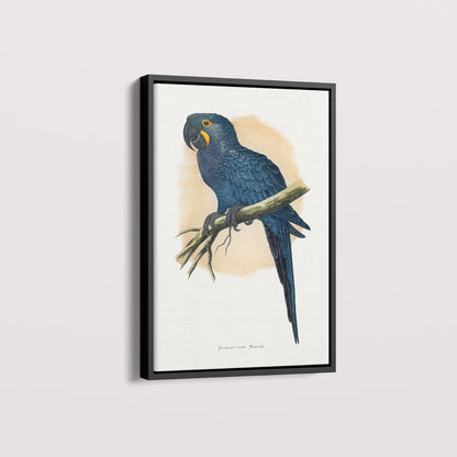 Quadro Arara azul