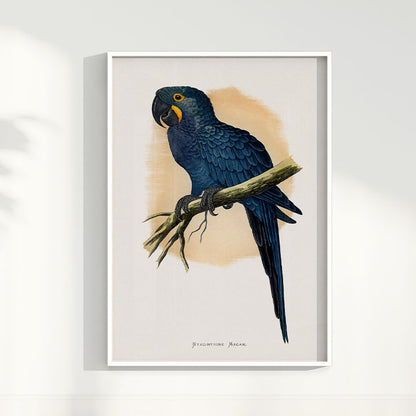 Quadro Arara azul