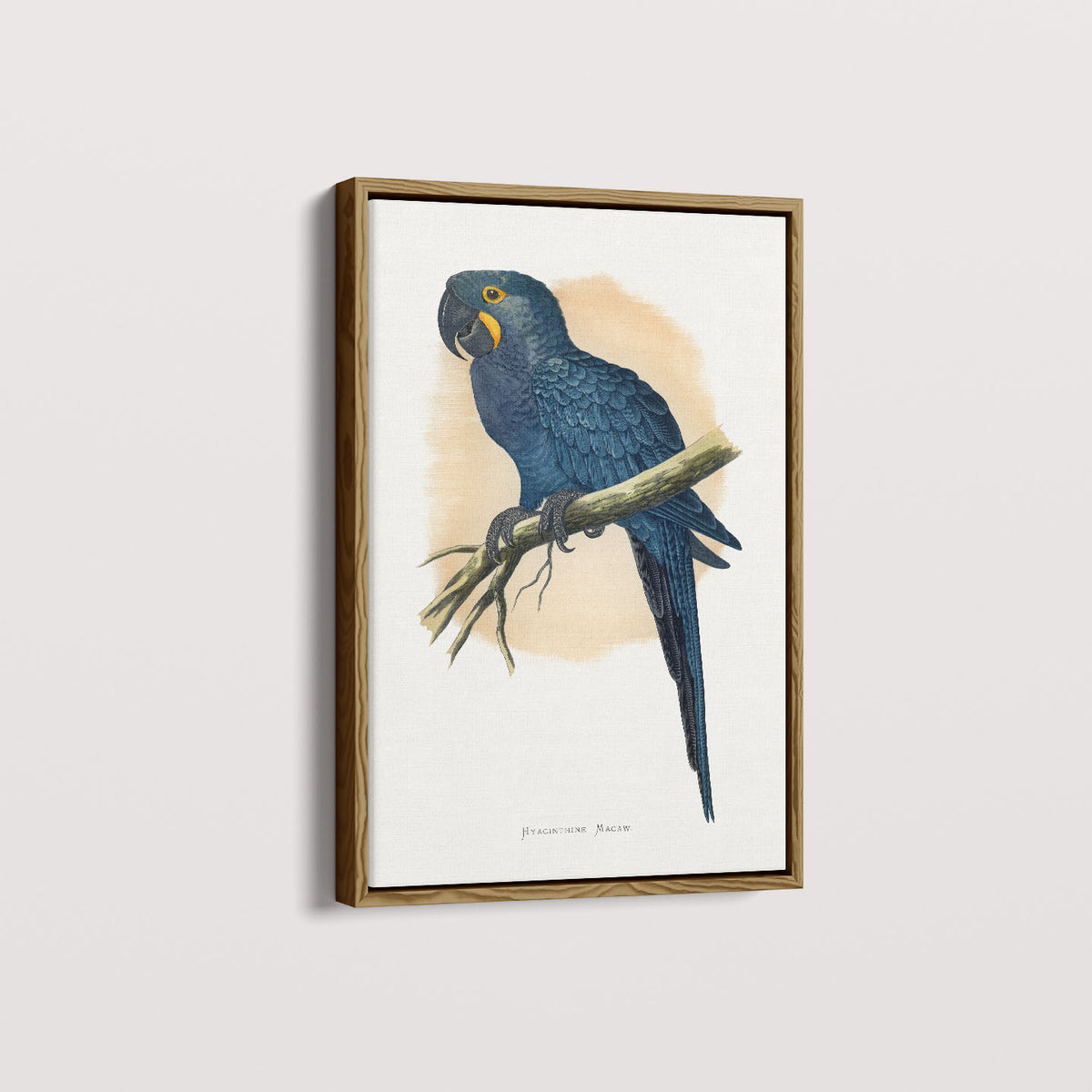Quadro Arara azul