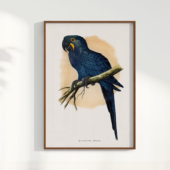 Quadro Arara azul