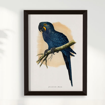 Quadro Arara azul