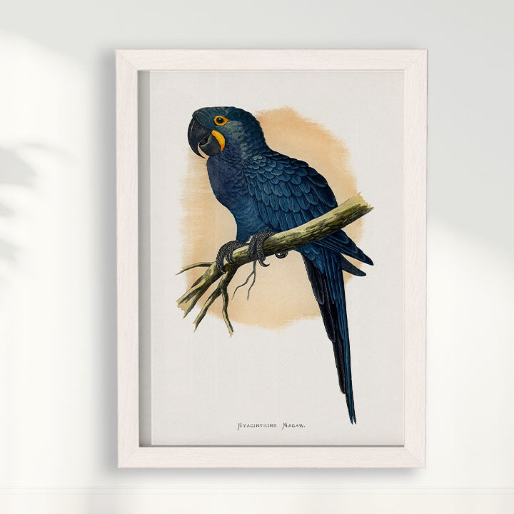 Quadro Arara azul