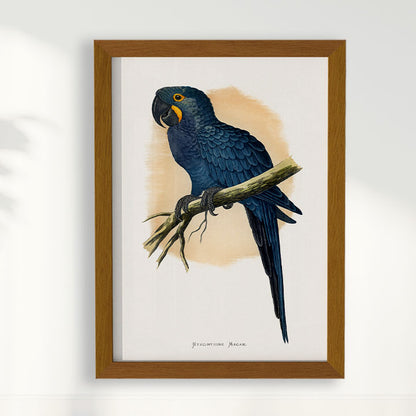 Quadro Arara azul