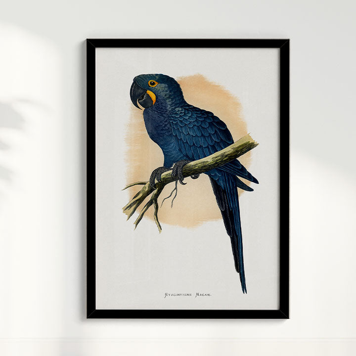 Quadro Arara azul