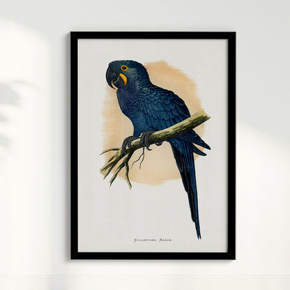 Quadro Arara azul