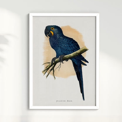 Quadro Arara azul