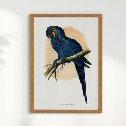 Quadro Arara azul