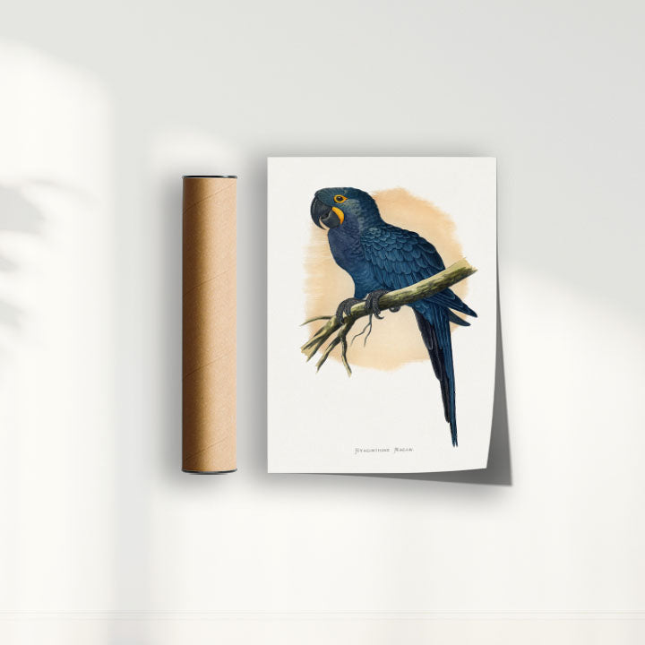 Quadro Arara azul