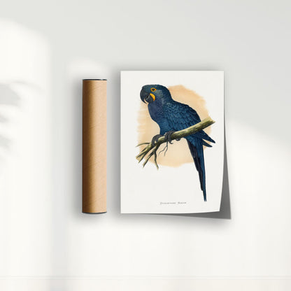 Quadro Arara azul