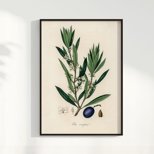 Quadro Azeitona - Vintage