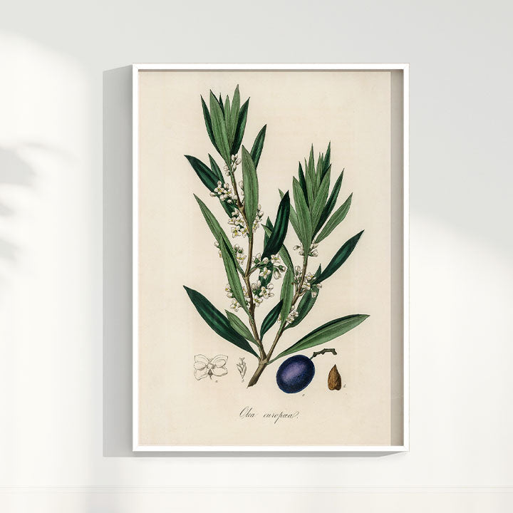 Quadro Azeitona - Vintage