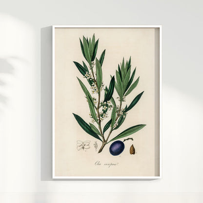 Quadro Azeitona - Vintage